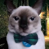 Avatar de davidroncerosramos24